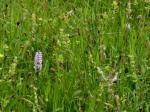 Wildflower meadow, Hurst Grange Park, Penwortham