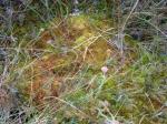 Bog rosemary and sphagnum, Winmarleigh Moss
