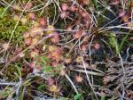Sundew, Winmarleigh Moss