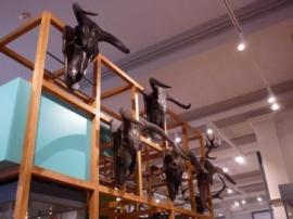 Auroch Skulls, Harris Museum