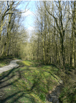 Celandine Greencroft Valley 2012