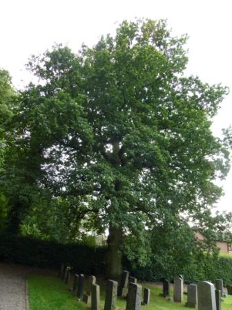Oak, St Mary's graveyard, Castle Hill