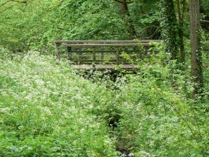 Cow Parseley, Greencroft Valley
