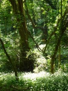 Faery Lane, May 2013