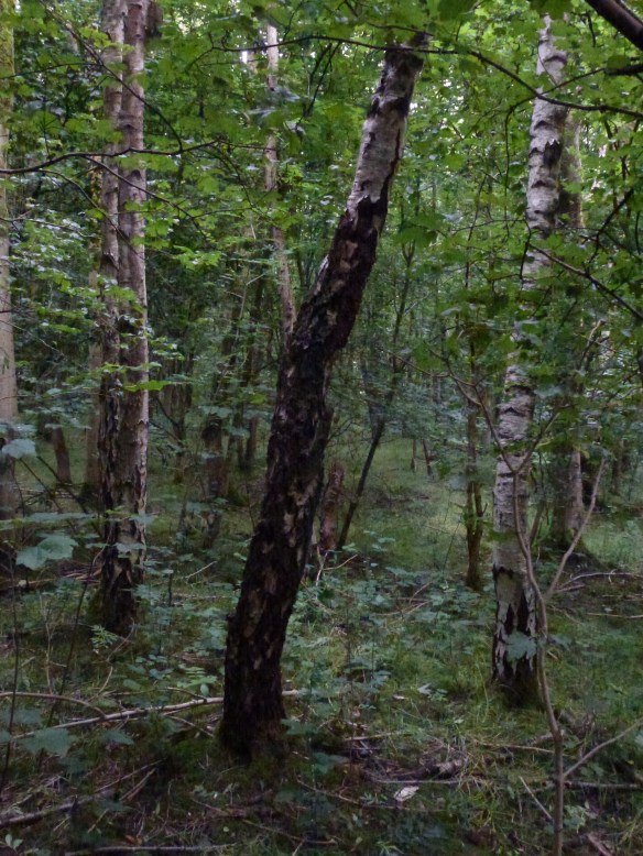 Birch trees, Carr Wood