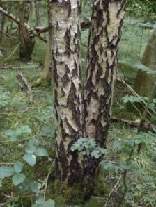 Birch trees. Carr Wood