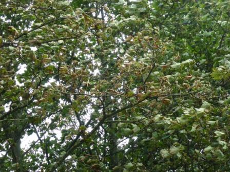 Wind swept trees, Penwortham