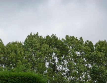 Wind swept trees, Penwortham
