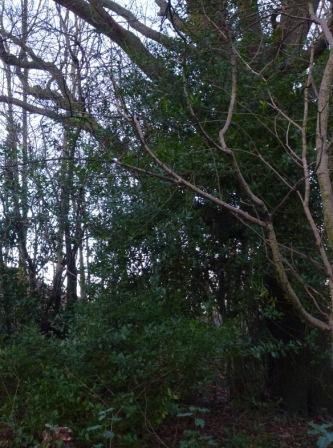 Holly, Greencroft Valley