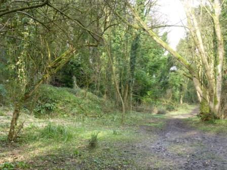 Fairy Lane, Spring 2014