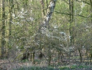 Birch and Blackthorn, Hurst Grange Park, Penwortham