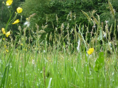 Unsung Meadow 