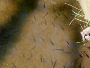 Small fish photographed by my mum in Penwortham Brook. Can you identify them?