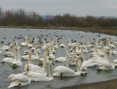 Whooper Swans