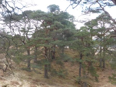 Blog 6. Coille Coire Chuilc