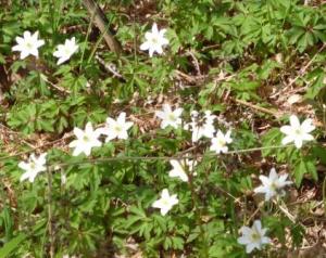Wood anenome