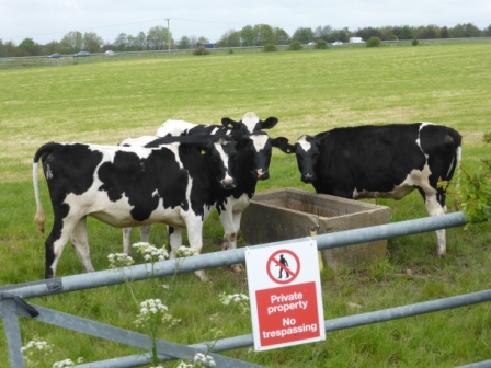 Edwina Walk, Penwortham Live 054 - Copy