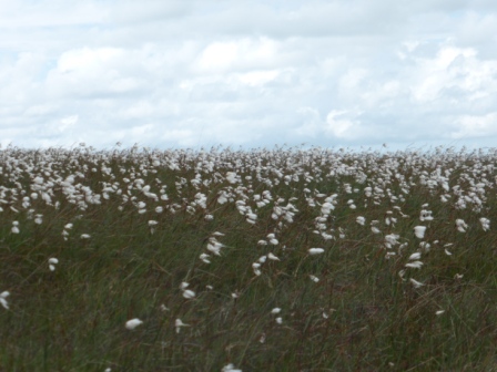 Cotton Grass, Winter Hill