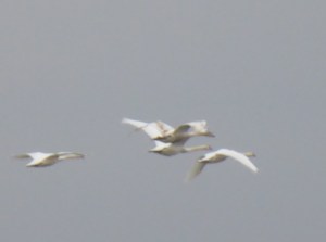 Arfderydd, River Nith and Caerlaverock 220 - Copy