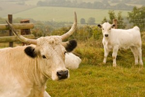 White Park cow with calf on Hambledon Hill 1 Marilyn Peddle,  flickr.com. Wikipedia Commons
