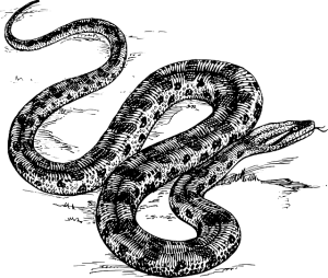 snake-water-river-sketch-cartoon-big-wild-animal