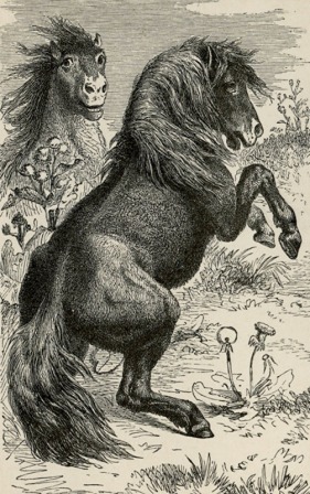 Kelpies, 1886, pub dom - Copy
