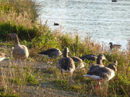 Pink-footed Geese, Martin Mere