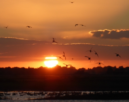 Pink-footed Geese, Martin Mere