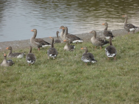 Greylag Geese, Ribble