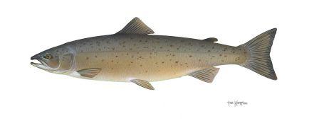 Atlantic_salmon_fish_Wikipedia_Commons