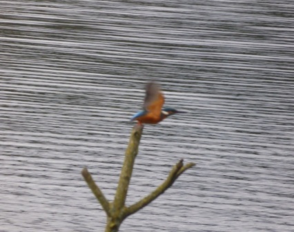 Kingfisher in Flight
