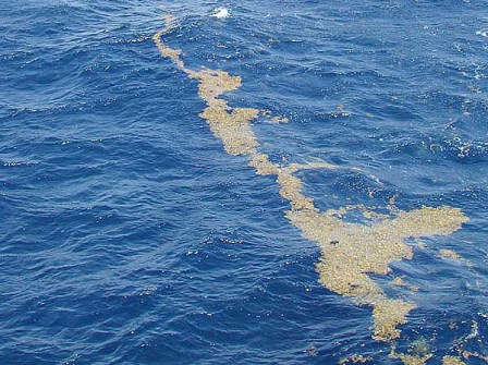 Lines_of_sargassum_Sargasso_Sea - Copy_By Unknown - Ocean ExplorerNOAA, Public Domain, httpscommons.wikimedia.orgwindex.phpcurid1175629