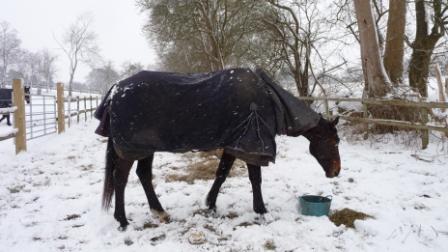 Danny, Red Lion Farm, Sarratt 2009