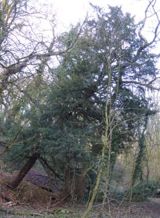 Leaning Yew February 2018