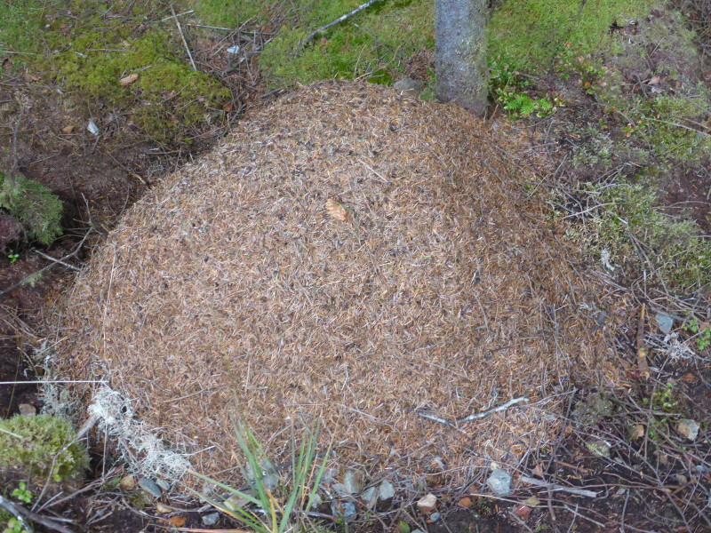 Wood Ant Nest Coed y Brenin