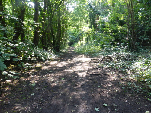 Fairy Lane August 2018