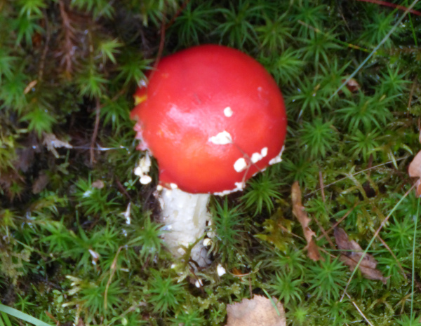 Fly Agaric, Coed Felinrhyd