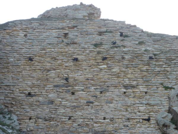 Deganwy Castle Site big hill wall with jackdaws Med