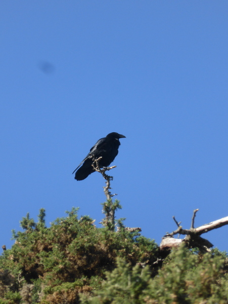Deganwy Castle Site little hill raven close up Med