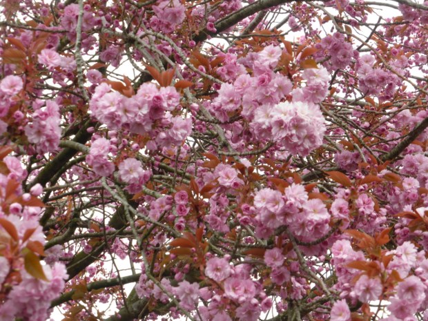 Cherry Blossoms Conti April 2019