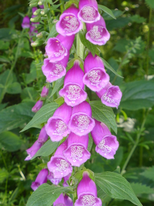 Tockholes VII (copy)