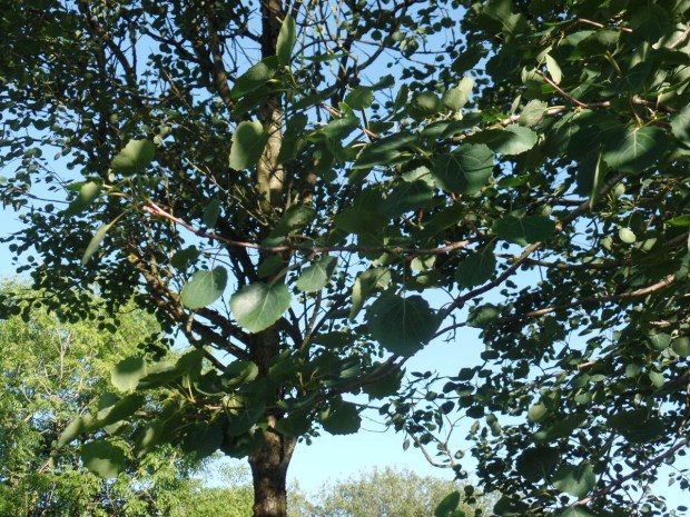 SAMSUNG CAMERA PICTURES